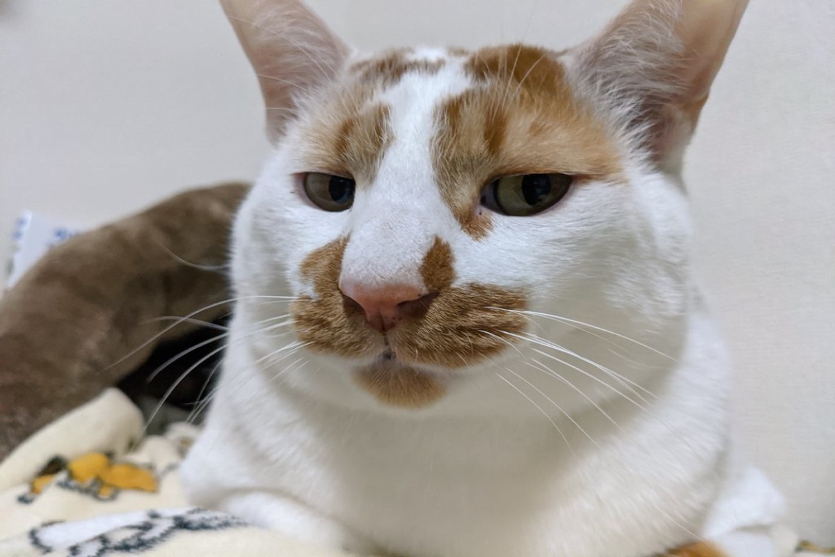 ▲一名飼主搬新家時，被房東要求提供貓咪照片，卻讓她產生選擇障礙。（圖／推特帳號tatatano129）