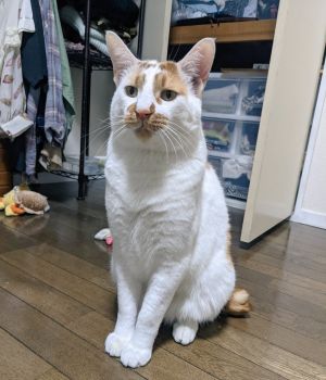 ▲原PO養了一隻橘白貓「Shobobo」，平時個性相當慵懶，表情也很豐富。（圖／推特帳號tatatano129）