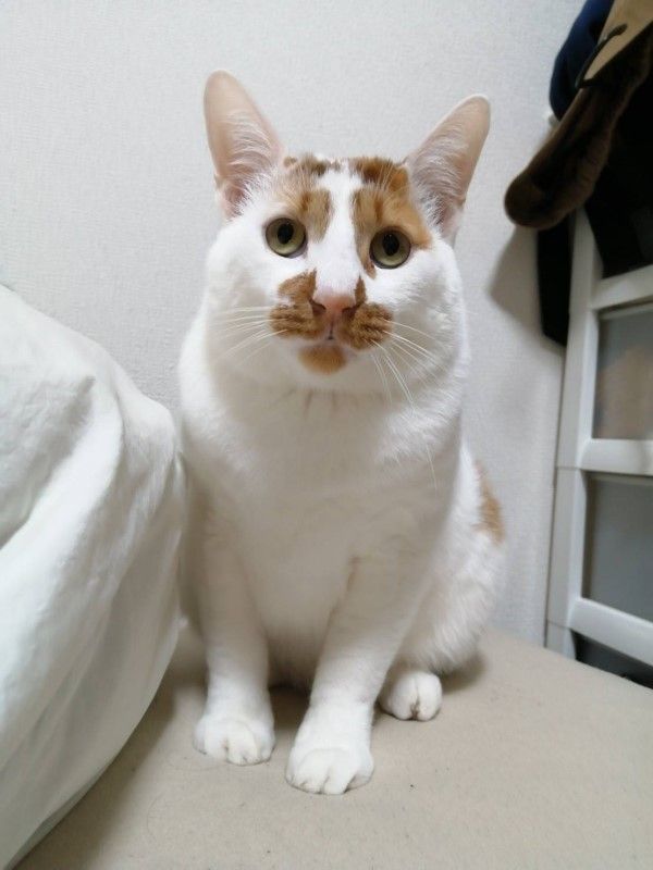 ▲飼主提供4張照片請網友幫忙挑選，第1張是Shobobo張大眼睛的模樣。（圖／推特帳號tatatano129）