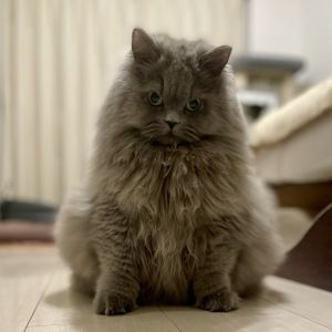 ▲「勘吉」是一隻擁有蓬鬆灰毛的西伯利亞貓。（圖／推特帳號KUwdn）
