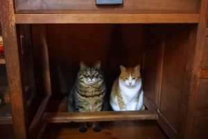 消防局代言喵？2隻遇地震「反應超標準」：都有在聽喔
