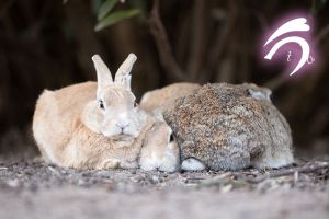 ▲三隻兔兔擠在一起睡覺。（圖／Twitter：utajima）