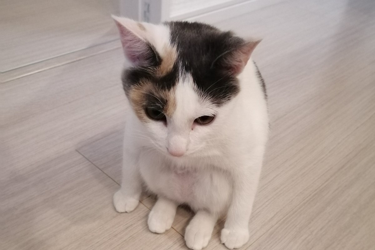 ▲三花貓突然做出體育課蹲的姿勢，飼主一旁爆笑：「什麼意思？」（圖／Twitter：dolphinkickn） 