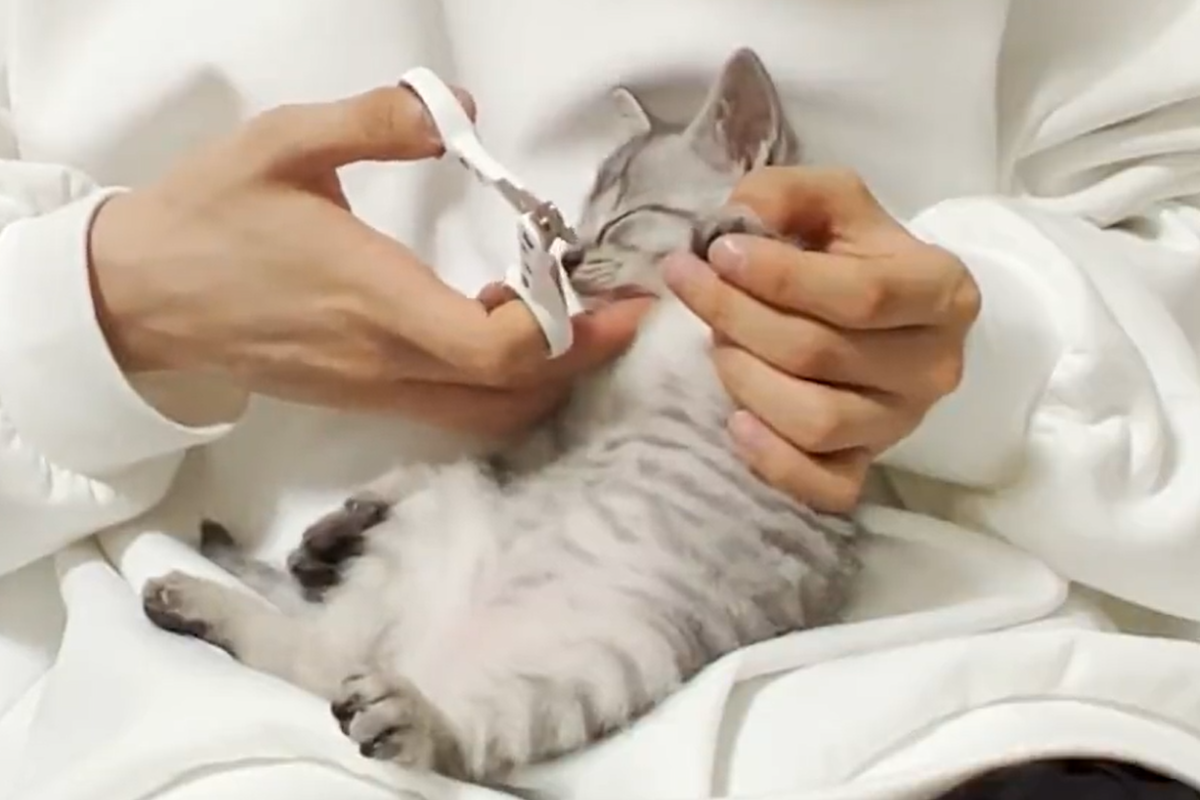 ▲小貓被剪指甲像做SPA，躺在主人身上昏昏欲睡，療癒畫面曝光。（圖／Twitter：totomaru_hanmi）