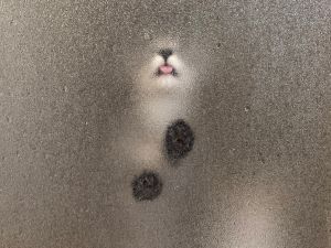 ▲今天的主角是會躲在浴室外等飼主洗澡的銀色虎斑貓Totomaru。（圖／Twitter：totomaru_hanmi）