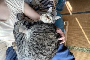 奴才忙烹飪中!網見「特等席毛毛背後靈」笑:太沉重了 ▲或是要她抱抱,只是這牠看起來頗有份量啊!(圖/推特帳號1Shuo)