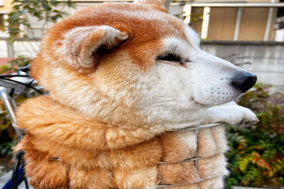 ▲日本一隻柴柴坐在籃子裡變成「菠蘿麵包」！（圖／IG帳號unihalo）