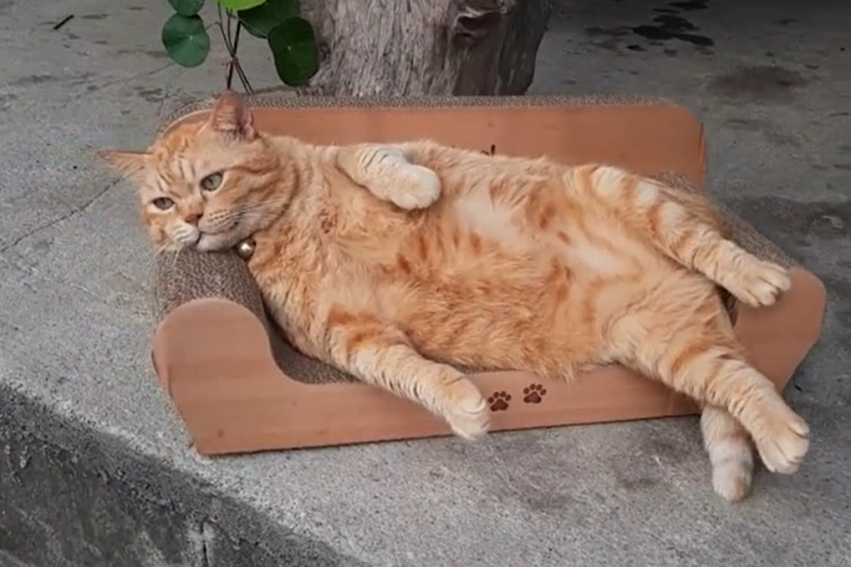 ▲這就是理想的退休生活！橘貓躺貴妃椅慵懶賞鳥，網友讚：「超Chill！」（圖／TiKTok：lamud72） 