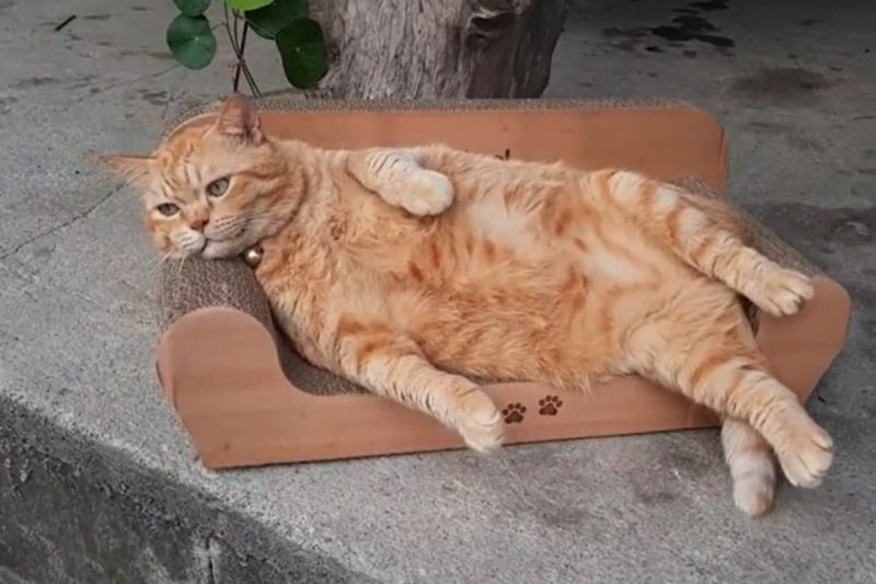 貓貓的退休生活？橘喵「躺貴妃椅」賞鳥　網讚：超Chill
