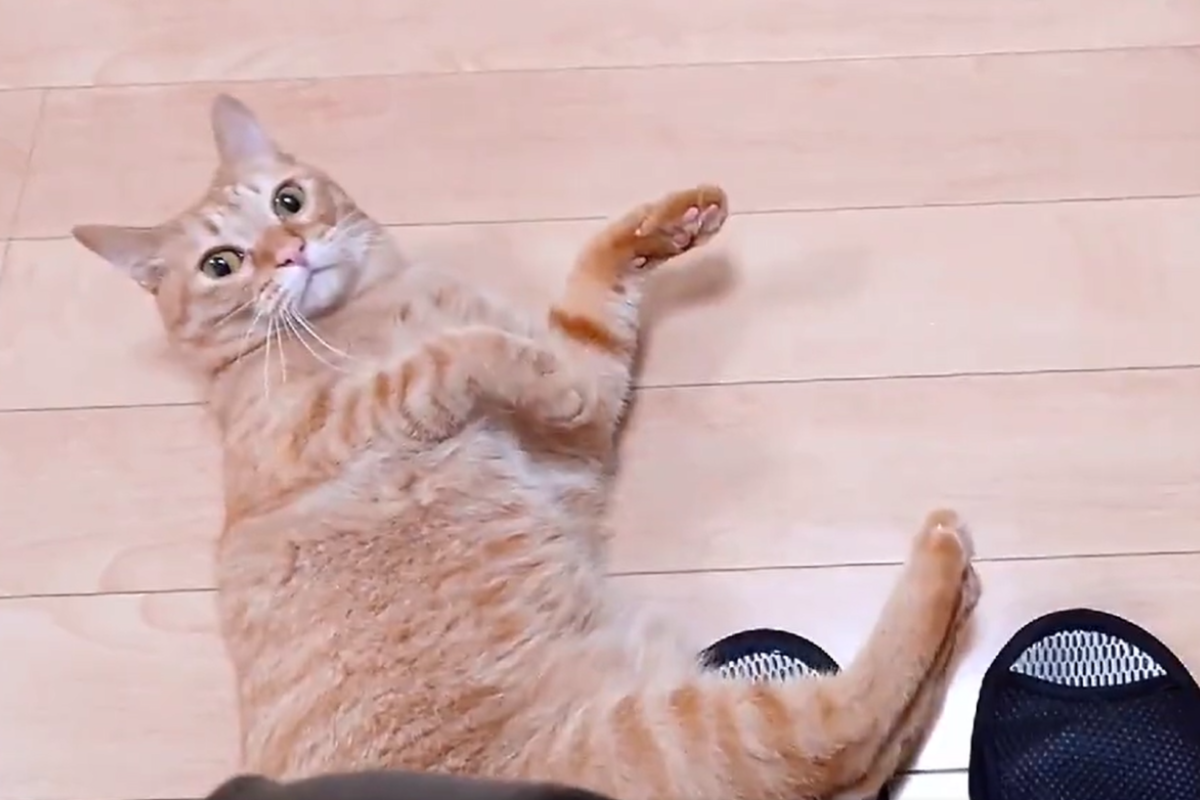 ▲橘貓「咻一下」自己在飼主腳邊滑倒，下秒就用凌厲的眼神控訴，眾人驚：「這是碰瓷大神！」（圖／Twitter：supacasupercar） 