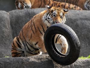 ▲這隻老虎很喜歡輪胎，常常抓在身邊玩。（圖／Twitter：rikunow）