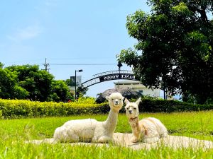 線上旅展優惠懶人包!寒舍、福容等16間飯店優惠 5星飯店買1送1 ▲宜蘭綠舞國際觀光飯店羊駝寶貝是打卡人氣亮點,線上旅展住宿券優惠每人只要2297元起。(圖/宜蘭綠舞國際觀光飯店提供)