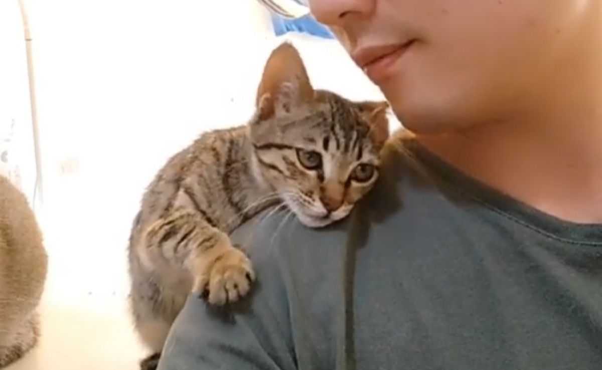 ▲斷腿奶貓被人類收編回家，牠緊黏肩膀求依靠：「謝謝你救我」。（圖／抖音：小饼干）