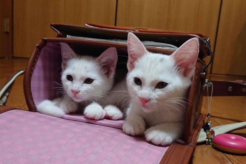 ▲日本一對白貓姊妹小時候就喜歡躲在書包裡，長大後卻讓飼主哭笑不得。（圖／推特帳號pom_powa_nyan）