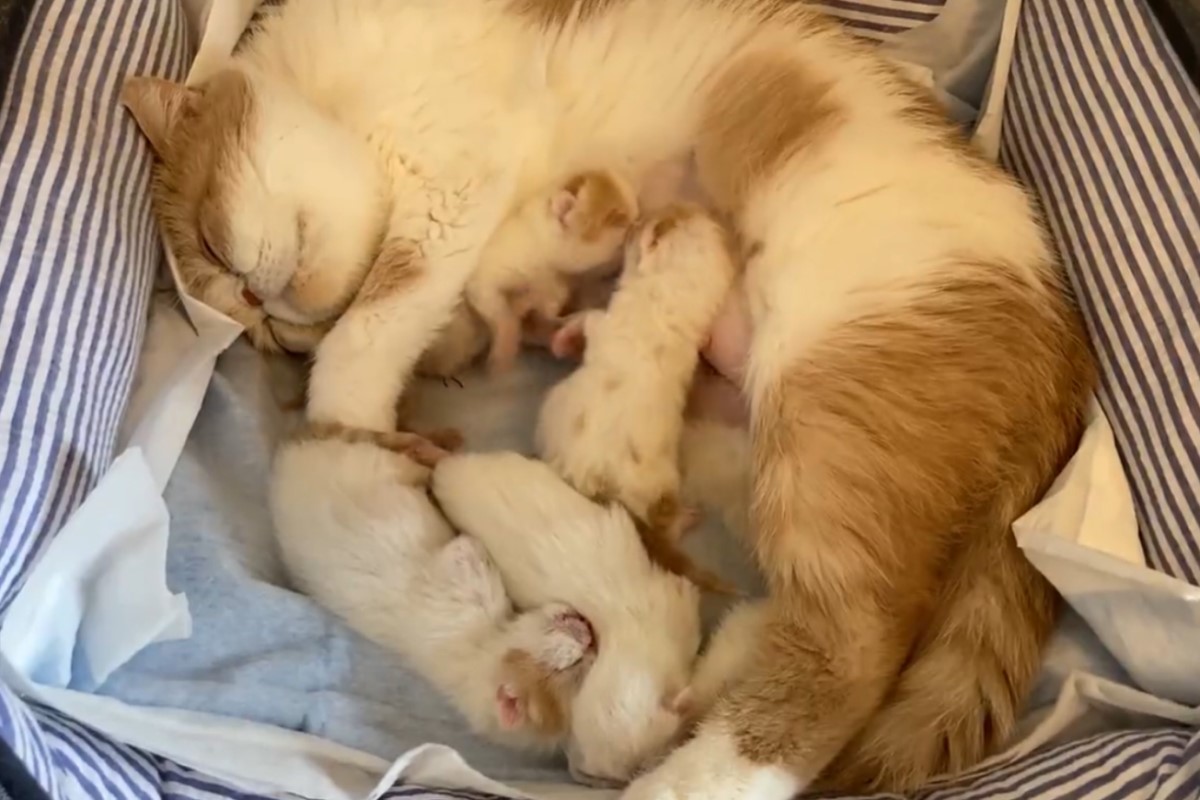 ▲日本一隻貓媽媽正在休息時，兩隻小奶貓卻因為爭奶喝大打出手。（圖／推特帳號miikomaple）