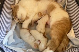 ▲這天Kinako與小寶寶們正在貓窩裡睡覺，沒想到……（圖／推特帳號miikomaple）