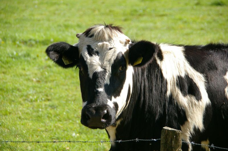 ▲紐西蘭碳排主要來自牛羊打嗝產生的大量甲烷氣體。（圖／取自Pixabay）