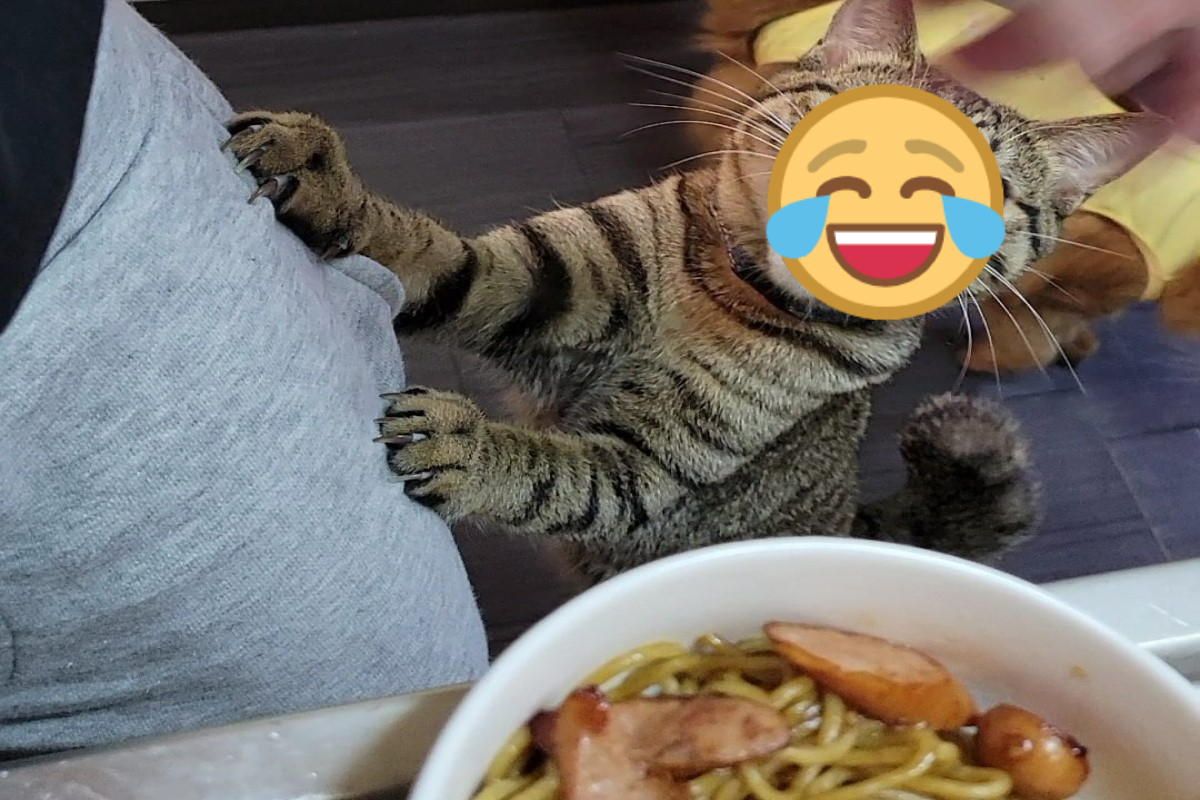 ▲日本一名飼主凌晨煮炒麵時，竟然遭到虎斑貓巴著腿大聲喵叫！（圖／推特帳號chipie0826）