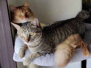 ▲推主家裡有一對感情很好的貓咪，分別是虎斑貓「Shipi」和橘貓「Okome」。（圖／推特帳號chipie0826）