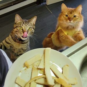 ▲兩隻貓平時就很貪吃，只要看見食物就想分一杯羹。（圖／推特帳號chipie0826）