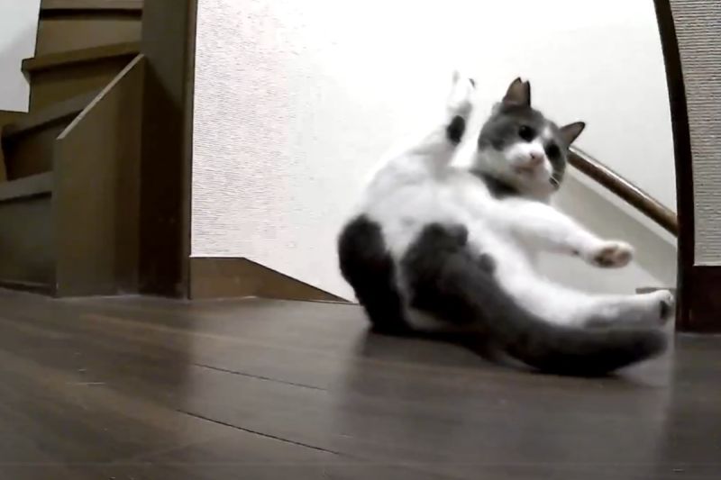 ▲日本一隻貓咪在樓梯玩耍時，突然做出抬腿動作讓飼主看傻眼。（圖／推特帳號mitoconcon）