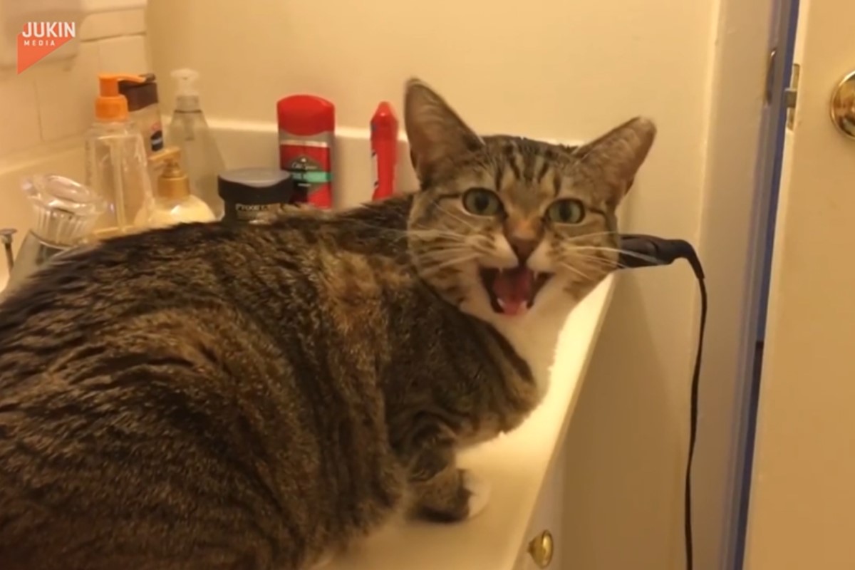 ▲虎斑貓「米妮」懂得聽「關鍵字」。（圖／美聯社AP+Jukin Media授權）