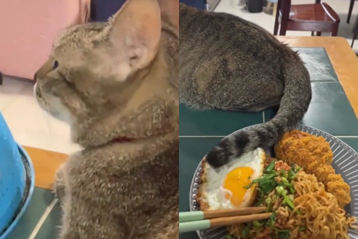 ▲主人自己吃獨食，貪吃貓咪用尾巴偷偷教訓，網友笑：「太聰明」。（圖／TiKTok：hafle.hs） 