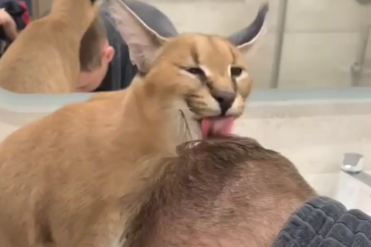 ▲獰貓幫主人熱情洗頭，人類想離開也被牠按回原位。（圖／Instagram：serval_pirat_i_zaika_ ） 