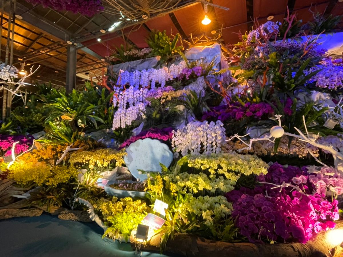 ▲2022台灣國際蘭展會場瑰麗迷幻，各式蘭花美不勝收（圖／記者林怡孜攝，2022,03,31）