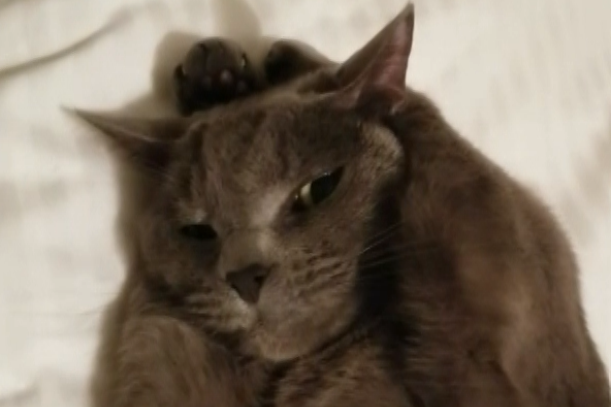 ▲嫌飼主碎碎念太煩，貓咪摀住耳朵拒絕聆聽：「不要說了啦！」（圖／AP+ Jukin Media） 