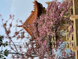 ▲寶光聖堂的花旗木也是知名的打卡熱點，每年3、4月更是遊客如織 （圖／記者林怡孜攝，2022,03,31）