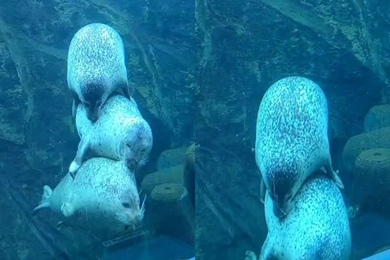 ▲3隻海豹在水中玩疊疊樂，串成肥美貢丸後默默退場，畫面超療癒。（圖／Twitter：megu_shanko） 