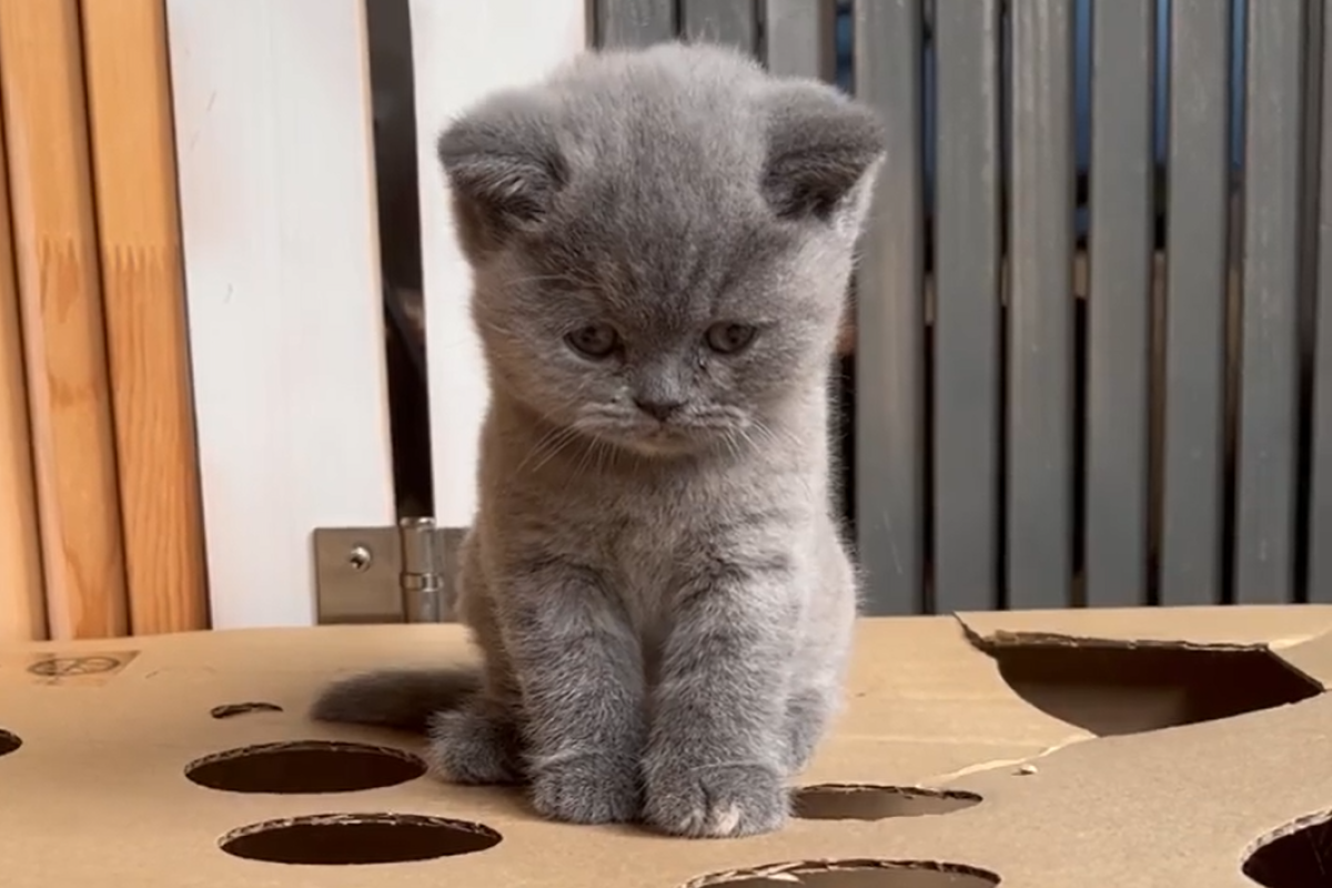 ▲打地鼠遊戲開張，貓老闆親自下場「當道具」，逗趣畫面曝光。（圖／Instagram：vlenika） 