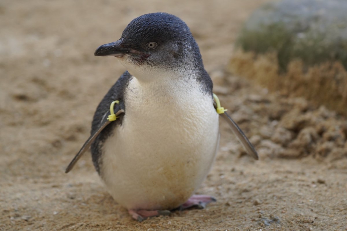 ▲小藍企鵝體型圓矮，眼神卻藏有王霸之氣，網友見臉爆笑：「別惹牠！」（圖／Twitter：Morcasan18） 