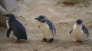 ▲一群小藍企鵝排排站。（圖／Twitter：Morcasan18） 
