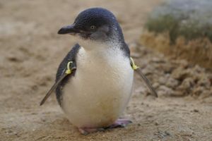 ▲不過小藍企鵝的側面看起來滿和善的。（圖／Twitter：Morcasan18） 