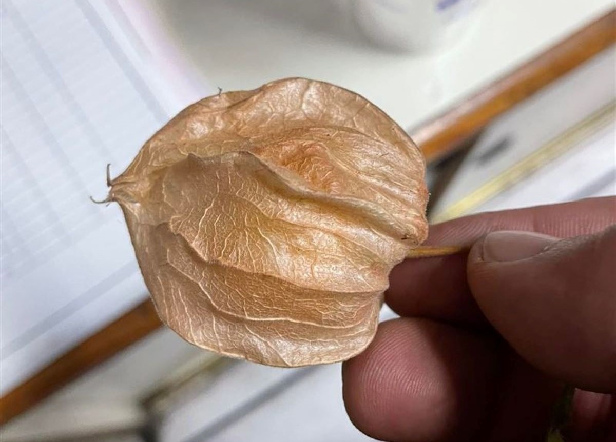 ▲有網友近日收到幾顆從沒見過的水果，對方贈送時更稱「一斤要一千多塊」，讓他當場嚇壞。（圖／翻攝爆廢公社公開版臉書）