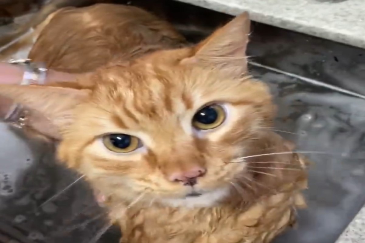 ▲國外一隻橘貓一邊洗澡，一邊嘴巴狂碎念！（圖／推特帳號topintando）