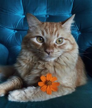 ▲推主養了一隻漂亮的長毛橘貓。（圖／推特帳號topintando）