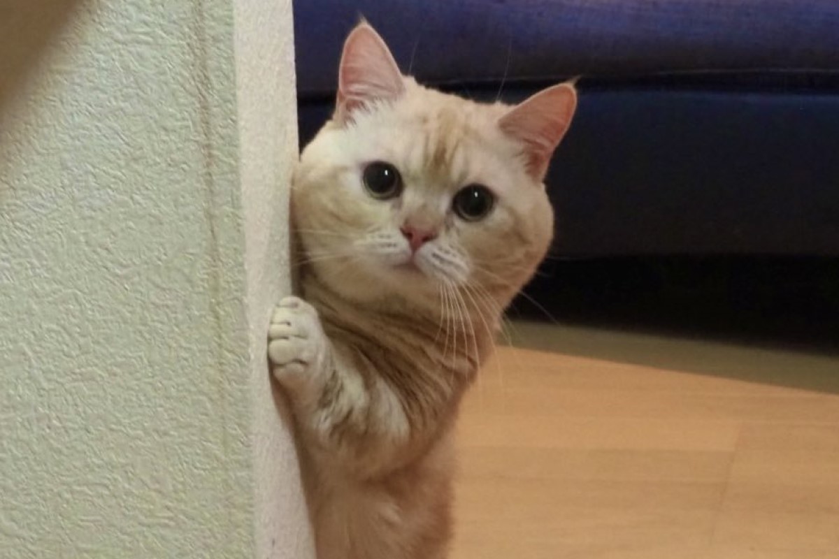 ▲聽見主人在哭泣，貓咪站牆邊偷偷關心，眼神充滿擔憂。（圖／Twitter：ayry0521） 