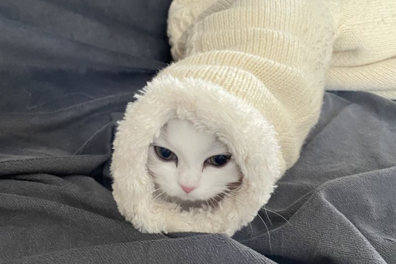 ▲日本推主一家迎接小白貓加入，過兩天牠竟變新興物種，網友見圖喊：「超可愛」。（圖／Twitter：NEKOLAND13） 