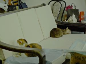 ▲朱家現有9頭救援回來的老殘街貓。（圖／目宿媒體）