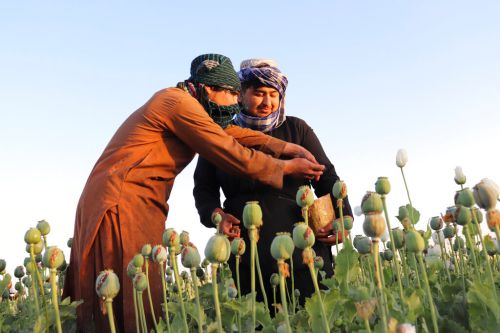  緬甸成最大鴉片生產國！取代阿富汗　一年生產1080噸罌粟
