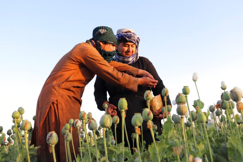 阿富汗頒布政令　禁種罌粟及交易毒品
