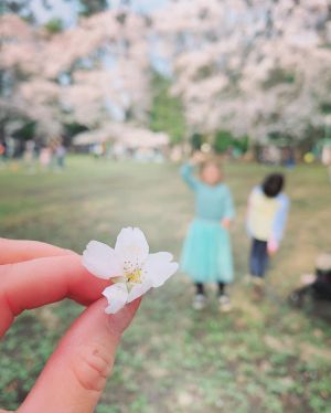 ▲麻衣曬出賞櫻花的美照。（圖／翻攝麻衣推特）