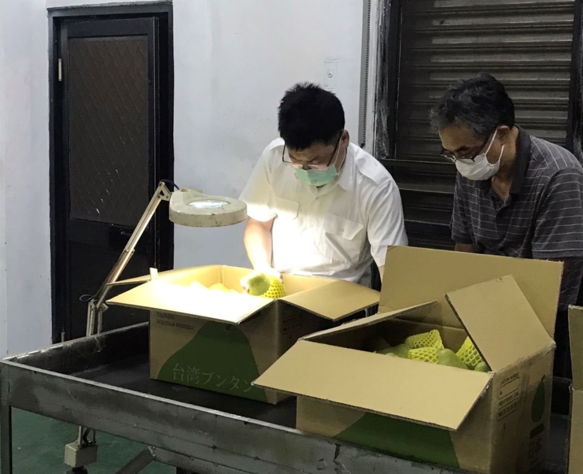 ▲防檢局檢疫人員依據日本授權執行文旦鮮果實輸出檢疫。（圖／防檢局提供）