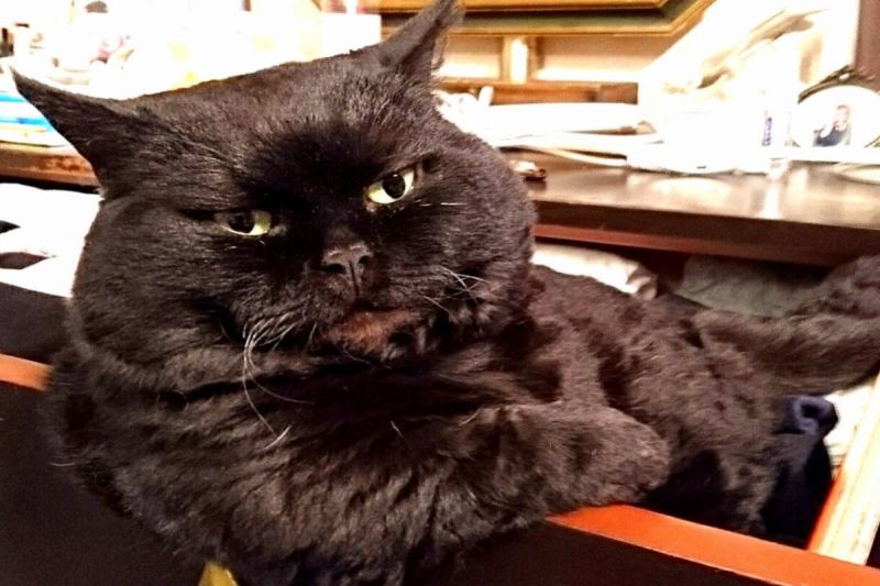 ▲日本一隻黑貓躺在抽屜裡，模樣相當霸氣。（圖／推特帳號garaku1972）