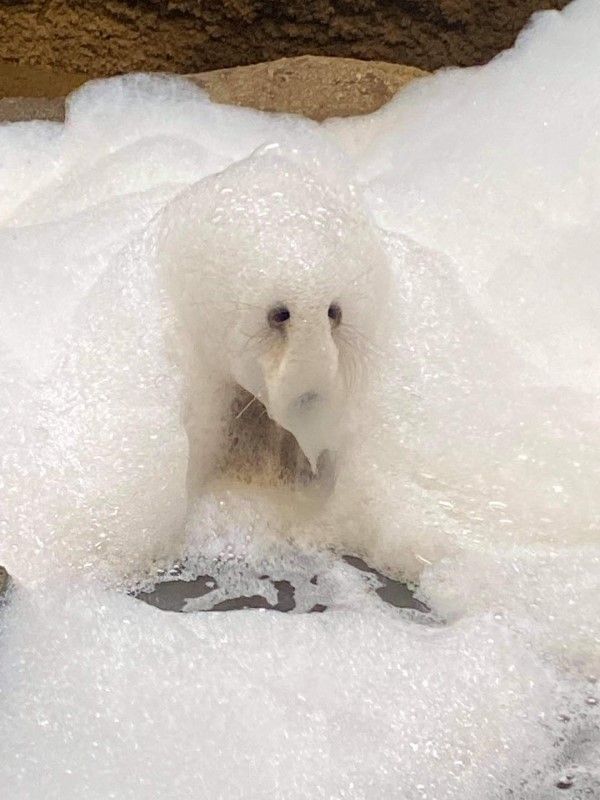 ▲「泡泡怪」除了一對鼻孔以外，似乎還有一些鬍鬚。（圖／FB帳號KansasCityZoo）