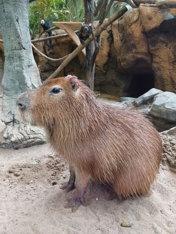 ▲原來是園區裡一隻即將滿10歲的水豚「Ripple」！（圖／FB帳號KansasCityZoo）