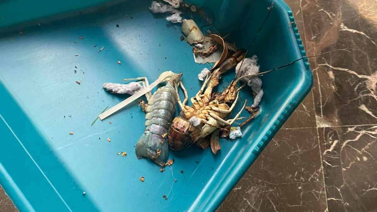 ▲有網友PO文抱怨，樓上的住戶亂丟垃圾，竟然是龍蝦，讓大家議論紛紛「也太噁心」。（圖／翻攝爆廢公社）